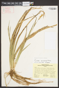 Carex striatula image