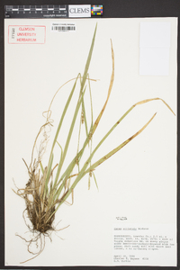 Carex striatula image