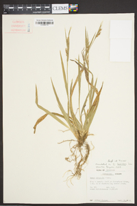 Carex striatula image