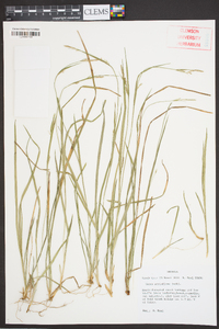 Carex styloflexa image