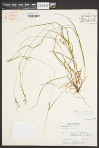 Carex swanii image