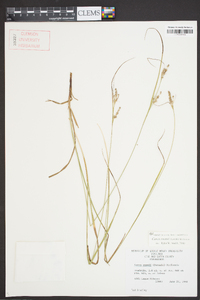 Carex swanii image