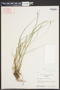 Carex swanii image