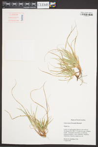 Carex tonsa image