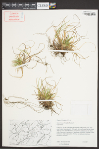 Carex tonsa image