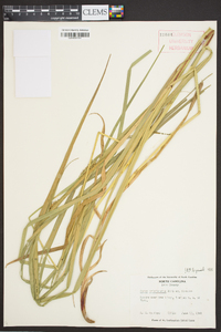 Carex trichocarpa image