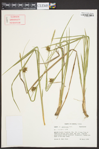 Carex turgescens image