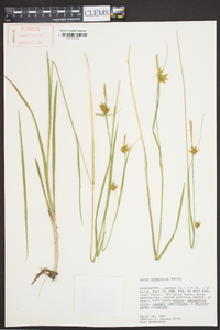 Carex turgescens image