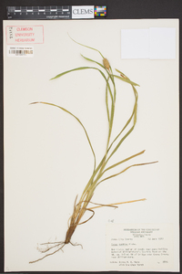 Carex typhina image