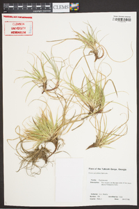 Carex umbellata image