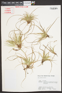 Carex umbellata image