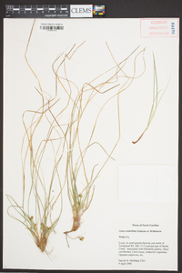 Carex umbellata image