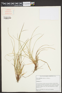 Carex umbellata image