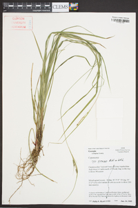 Carex virescens image