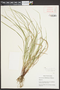 Carex virescens image