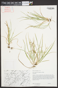 Carex willdenowii image