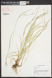 Carex woodii image