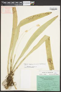 Carex fraseriana image