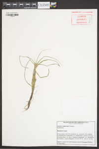 Cyperus compressus image