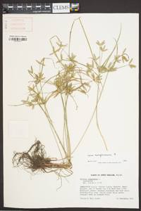 Cyperus compressus image