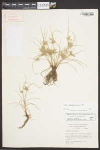 Cyperus compressus image