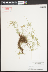 Cyperus compressus image