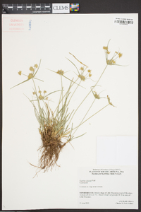 Cyperus croceus image