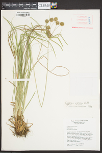 Cyperus croceus image