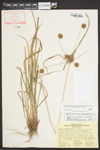 Cyperus echinatus image