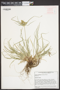 Cyperus echinatus image