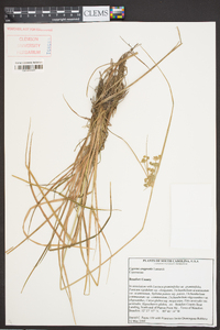 Cyperus eragrostis image