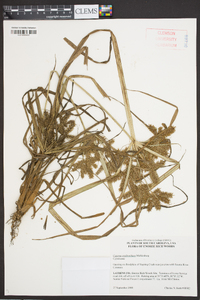 Cyperus erythrorhizos image