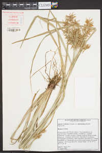 Cyperus esculentus var. leptostachyus image