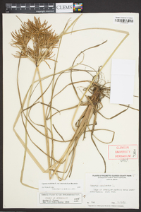 Cyperus esculentus var. macrostachyus image