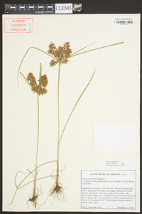 Cyperus flavicomus image