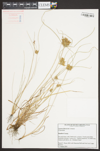 Cyperus flavescens image