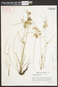 Cyperus flavescens image