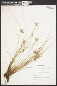 Cyperus flavescens image