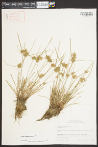 Cyperus flavescens image