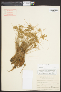 Cyperus flavescens image