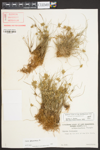 Cyperus flavescens image