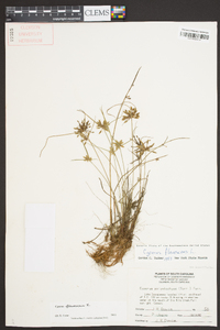 Cyperus flavescens image