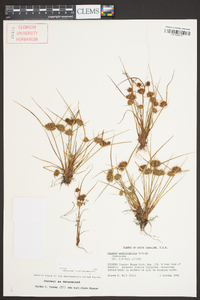 Cyperus granitophilus image