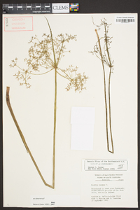 Cyperus haspan image