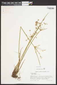 Cyperus haspan image