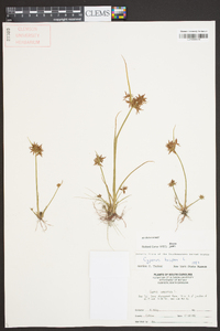 Cyperus haspan image