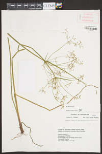 Cyperus haspan image