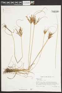 Cyperus iria image