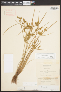 Cyperus iria image