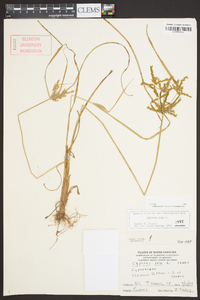 Cyperus iria image